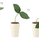 Illustration for article titled Japanese Pekoppa Plant Listens To Your Problems Because Nobody Else Wants To